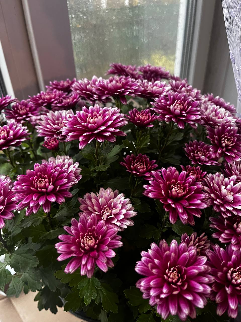 chrysanthemums